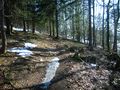 Waldweg Ehrentrudisalm - Fageralm.jpg