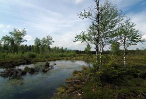 WengerMoor.jpg