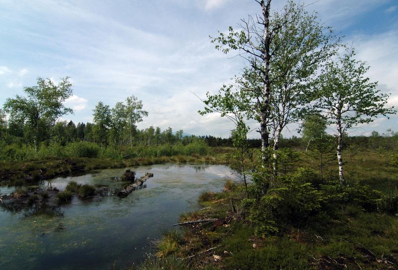 Datei:WengerMoor.jpg