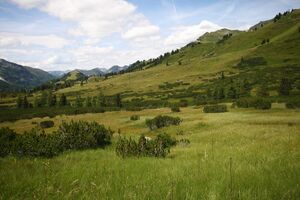 Hundsfeldmoor obertauern 31133 2016-08-04.jpg