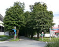 Nördlicher Beginn der Kleßheimer Allee.jpg