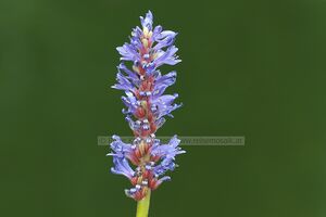 Wenger Moor Pflanze 03.jpg
