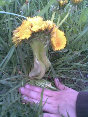 Löwenzahn Hoflehen Schwarzach (1).jpg