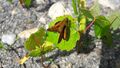 Lepidoptera Seidlwinkltal 1 (15).jpg