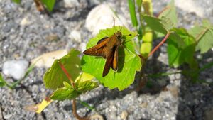 Lepidoptera Seidlwinkltal 1 (15).jpg