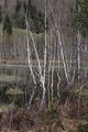 Mandlinger moor 69827 2018-04-18.jpg