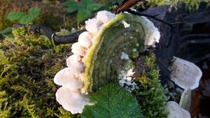 Tramete 20201106 14.jpg