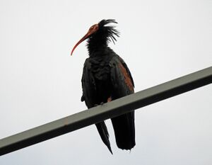 Waldrapp 1, 21. August 2017.JPG