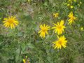 Arnikablüten.jpg