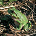Frosch.jpg