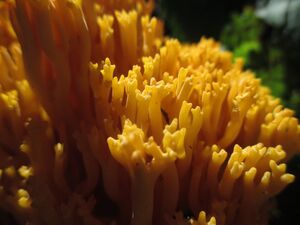 Korallenpilz 04.09.2021 2.JPG