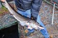 Stör Grüll Fischhandel 2008.jpg