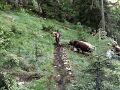 Vierkaseralm Almauftrieb 2021 03.jpg