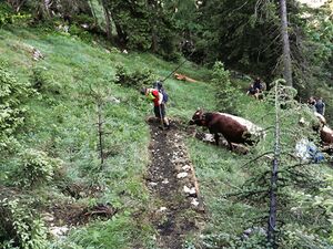 Vierkaseralm Almauftrieb 2021 03.jpg