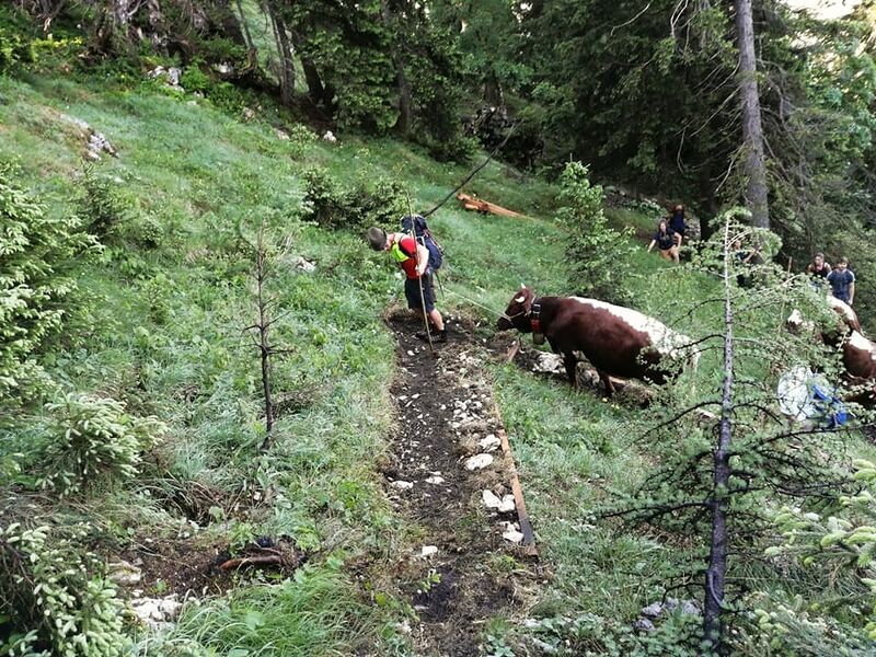 Datei:Vierkaseralm Almauftrieb 2021 03.jpg