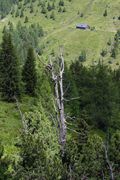 Wirpitschalm 29847 2016-07-10.jpg