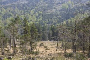 Egelseemoor, Westansicht.JPG