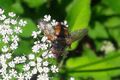 Igelfliege ( Tachina fera ) Jägersee Kleinarl 20250622 1 (2).jpg