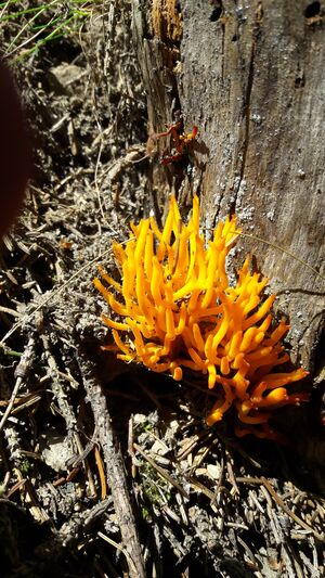Korallenpilz 20210819 2.jpg