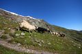 Hocharn 19.08.2008 0174.jpg
