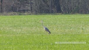 Wenger Moor Graureiher.jpg