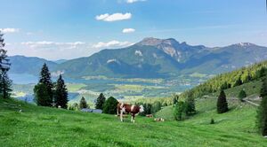 Ausblick von der Schwarzeneckalm zum Wolfgangsee.jpg