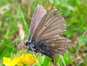 Schmetterling Kapruner Tal 1 (1).jpg