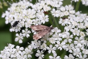 Schmetterling Kreuzberg Bischofshofen 1 (3).jpg