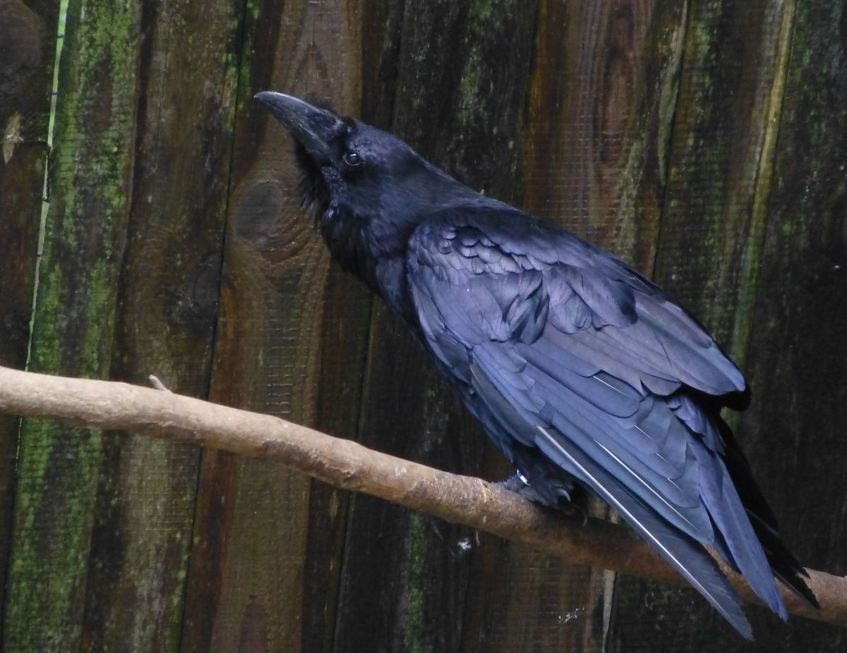 Kolkrabe Salzburgwiki