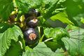 Schwarze Johannisbeere 03.jpg
