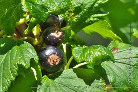 Schwarze Johannisbeere 03.jpg