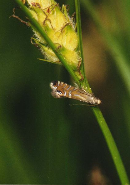 Datei:BGlyphipterixthrasonella.jpg