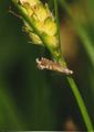 BGlyphipterixthrasonella.jpg
