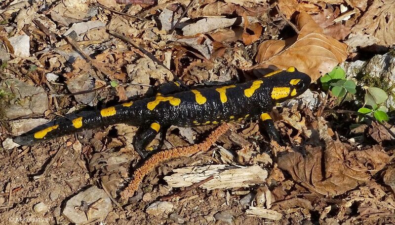 Datei:Feuersalamander 02.jpg