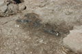 Archäologische Grabungen in Pfongau 11.JPG