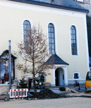 Eichenpflanzung, Thalgau.JPG
