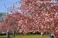 Magnolienblüte Makartplatz Salzburg 05.jpg