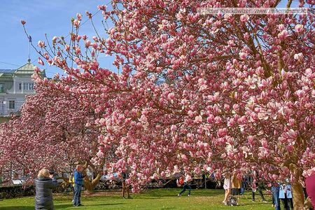 Magnolienblüte Makartplatz Salzburg 05.jpg