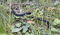 Reptil Lungau Fanningberg 1 (3).jpg