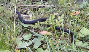 Reptil Lungau Fanningberg 1 (3).jpg