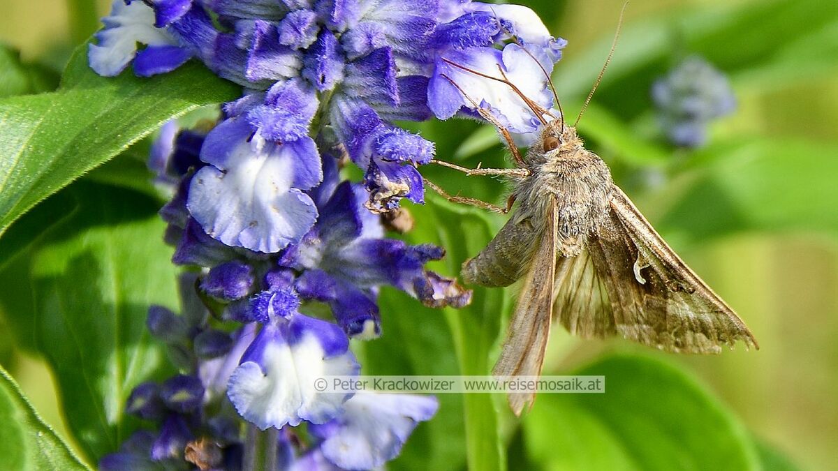 Autographa gamma SALZBURGWIKI