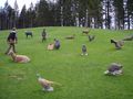Vorschaubild der Version vom 22:59, 11. Mai 2010
