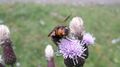 Igelfliege ( Tachina fera ) Tennfall Tweng 20250913 2 (1).jpg