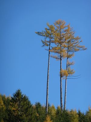 Lärchen auf der Brucker Sonnseite.jpg