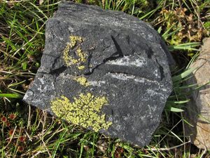 Schwarzer Stein Landkartenflechte.JPG