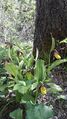 Gelber Frauenschuh (Cypripedium calceolus) 009.jpg