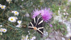 Russischer Bär (Euplagia quadripunctaria) 20210806 3.jpg