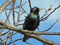 StarSturnus vulgaris3.JPG