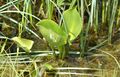 Sumpf-Calla, Drachenwurz.jpg