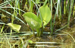 Sumpf-Calla, Drachenwurz.jpg